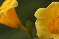 Bloom;Blossom;Blossoms;Floret;Flower;Floweret;Flowering;Flowers;Green;Lily;Petal