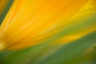 Abstract;Bloom;Blossom;Blossoms;Floret;Flower;Floweret;Flowering;Flowers;Green;L