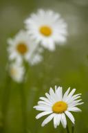 Abstract;Abstractions;Black-and-White;Bloom;Blossom;Blossoms;damp;Dew;dewy;drop;