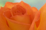 Abstract;Abstractions;Bloom;Blossom;Blossoms;Floret;Flower;Floweret;Flowering;Fl