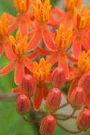 Abstract;Abstractions;Bloom;Blooming;Blossom;Botanical;Colorful;Flower;Flowering