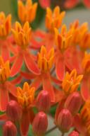 Abstract;Abstractions;Bloom;Blooming;Blossom;Botanical;Colorful;Flower;Flowering