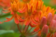 Abstract;Abstractions;Bloom;Blooming;Blossom;Botanical;Colorful;Flower;Flowering