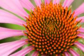 Abstract;Abstractions;Bloom;Blossom;Blossoms;Brussels;Echinacea-purpurea;Floret;