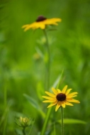 Brown;Stamen;Black-eyed-Susan;Flowering;Rudbeckia-hirta;Petals;Bloom;Blossom;Can