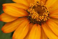 Tennessee;Nashville;Cheekwood-Botannical-Gardens;Floret;Floweret;Stamen;Pistel;P