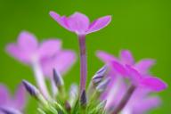 Bloom;Blossom;Blossoms;Floret;Flower;Floweret;Flowers;Green;Petal;Petals;Pistil;