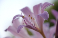 Bloom;Blooming;Blossom;Botanical;Colorful;Floral;Flower;Flowering;Flowers;Garden