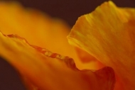 Flowering;Petals;Flowers;Floret;Abstractions;Yellow;Stamen;Abstract;Orange;Gold;