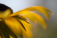 Bloom;Blooming;Blossom;Botanical;Colorful;Floral;Flower;Flowering;Flowers;Garden