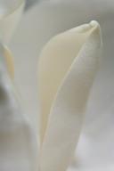 Abstract;Abstractions;Bloom;Blossom;Blossoms;Floret;Flower;Floweret;Flowering;Fl