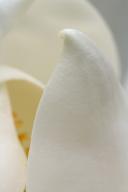 Abstract;Abstractions;Bloom;Blossom;Blossoms;Floret;Flower;Floweret;Flowering;Fl