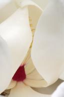 Abstract;Abstractions;Bloom;Blossom;Blossoms;Floret;Flower;Floweret;Flowering;Fl