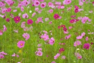 Bloom;Blossom;Blossoms;Floret;Flower;Floweret;Flowers;Green;Lavender;Magenta;Pet