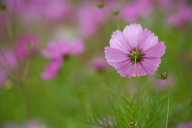 Bloom;Blossom;Blossoms;Floret;Flower;Floweret;Flowers;Petal;Petals;Pistil;Stamen