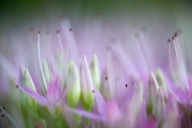 Abstract;Abstractions;Bloom;Blossom;Blossoms;Botanical;Botanicals;botany;flora;F