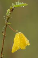 Bloom;Blossom;Blossoms;Damp;Dew;Dewy;Drop;Droplet;Floret;Flower;Floweret;Floweri