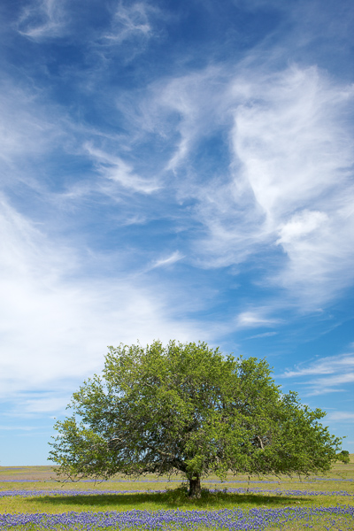 Bloom;Blossom;Blossoms;Blue;Blues;Branches;Brenham;Brown;Cloud;Cloud Formation;Clouds;Cool Colors;Cool Palette;Cool Tones;Floret;Floweret;Flowering;Flowers;Herbaceous;Keepers;Petal;Petals;Pistil;Plant;Shade;Shadow;Stamen;Texas;Tree;United States;Weather;White;bark;bloom;blue;branch;color;flora;floral;flower;green;plant;plants;sky;tree trunk;trees;trunk