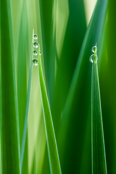 Abstract;Abstractions;Botanical;Botanicals;Dew;Flora;Flowers;Herb;Keepers;Patterns;Plant;Shrub;Stock categories;Textures;Water;botany;damp;dewy;drop;droplet;grass;green;greenery;herbage;moisture;plants;shapes;vegetation;wet