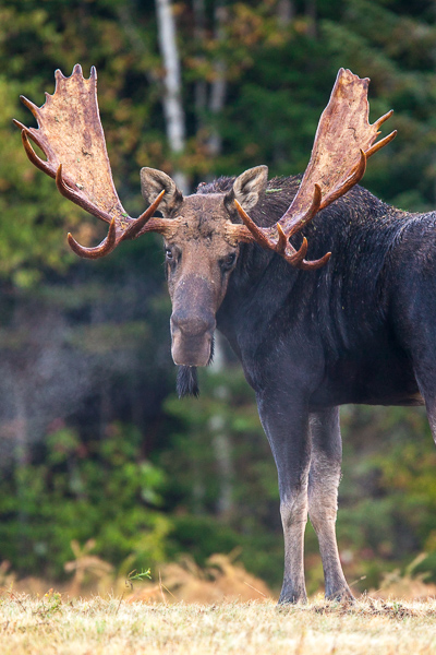 Animals;Bridgewater;Deer;Keepers;Maine;Mammal;Mammals;Moose;New England;United States;Whitetail;antlers