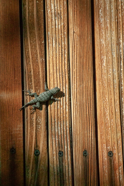 Abstract;Abstraction;Abstractions;Animals;Arizona;Brown;Gold;Keepers;Line;Lizard;Reptile;Shape;Stock categories;Sunlight;Sunshine;Tan;Textures;orange;pattern;patterns;shapes;sunlit;texture