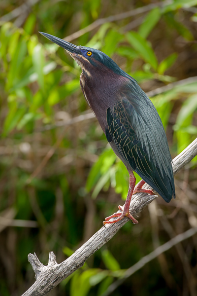 Animal;Animals;Bird;Blue;Blues;Brown;Butorides virescens;Cool Colors;Cool Palette;Cool Tones;Gray;Green;Green Heron;Greens;Heron;Keepers;Maroon;Warm Colors;Warm Palette;Warm Tones;Wildlife;animals;branch;color;limb;magenta;teal