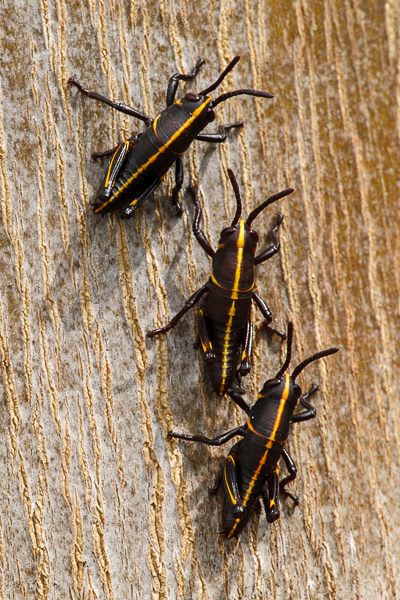 Animals;Grasshopper;Grasshoppers;Insect;Insects;Keepers;Lubber;Romalea microptera