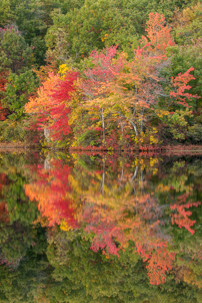 Autumn;Brown;Calm;Fall;Forest;Forested;Gold;Healing;Health care;Healthcare;Keepers;Mirror;Modern;Nature;New Jersey;Pastoral;Seasons;Tan;Timber;Timberland;Tree;United States;Warm Colors;Warm Palette;Warm Tones;Water;Waterscape;Wood;Woodland;Woodlands;Woods;Yellow;color;contemporary;contemporary art;green;lake;landscape;leaves;magenta;modern art;oneness;orange;peaceful;pond;pool;red;reflection;reflections;restful;serene;soothing;tranquil;trees;yellow;zen