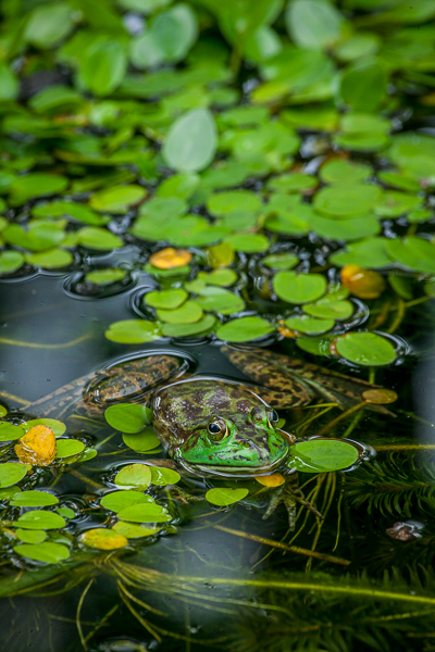 Amphibian;Animal;Animals;Atlanta;Botanical;Bullfrog;Canmoflage;Frog;Keepers;Plant;Water;Yellow;frog;green;plant;plants;pond;vegetation
