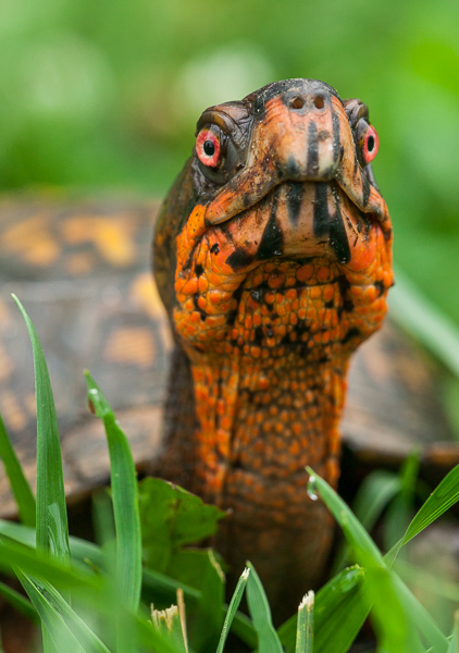 Animals;Eastern Box Turtle;Keepers;Reptile;Terrapene carolina;Turtle