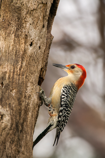 Animals;Avian;Beak;Bird;Keepers;Ornithology;Wings;feathers