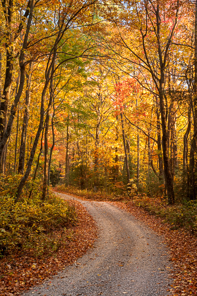 Autumn;Branches;Brown;Calm;Chattahoochee National Forest;Fall;Fallen;Fallen Leaves;Forest;Forested;Georgia;Gold;Habitat;Healing;Health care;Healthcare;Herbaceous;Hiking Trail;Keepers;Leaf;Leafy;Logging;Looking up;Nature;Pastoral;Path;Pathway;Pink;Plant;Roadway;Seasons;Sunlight;Sunshine;Tan;Timber;Timberland;Tree;United States;Vein;Walkway;Winding Path;Wood;Woodland;Woodlands;Woods;Yellow;bark;branch;color;dirt road;foliage;green;landscape;leaves;oneness;orange;peaceful;plants;red;restful;road;serene;soothing;sunlit;trail;tranquil;tree trunk;trees;trunk;zen