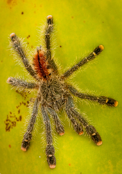 Amazon River Basin;Animals;Arachnid;Brazil;Countries;Hairy;Keepers;Rio Negro River;Spider;green