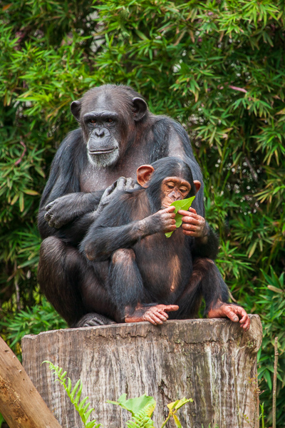 Brazil;Countries;Keepers;People;Sao Paulo;Sao Paulo State;Sao Paulo Zoo;Zoo;monkey
