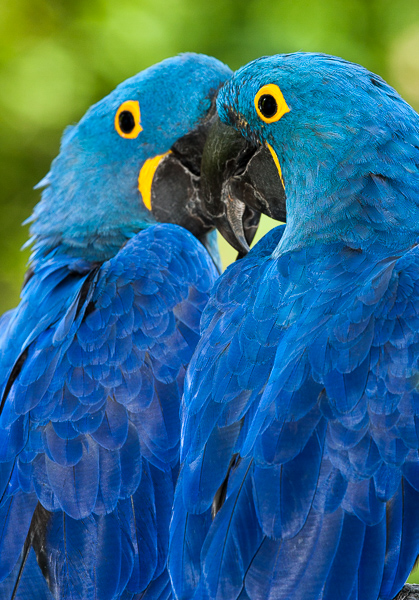 Animals;Anodorhynchus hyacinthinus;Bird;Blue;Blues;Caring;Cool Colors;Cool Palette;Cool Tones;Couple;Gold;Green;Greens;Hyacinth Macaw;Keepers;Lavender;Nashville;Nashville Zoo at Grassmere;Orange;Purple;Tennessee;Togetherness;United;United States;Unity;Violet;Warm Colors;Warm Palette;Warm Tones;Zoo;color;concepts & emotions;love;pair;yellow