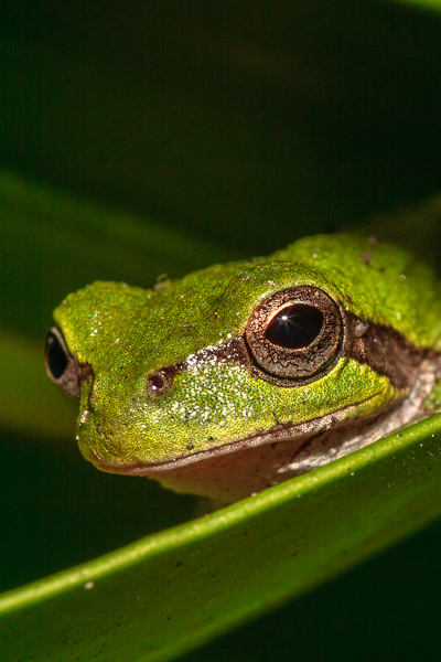 Amphibian;Animals;Brown;Calm;Close-up;Frog;Georgia;Gold;Green Treefrog;Healing;Health care;Healthcare;Keepers;Macro;National Wildlife Refuges;Nature;Okefenokee;Tan;United States;Warm Colors;Warm Palette;Warm Tones;Wildlife;amphibian;color;frog;green;oneness;peaceful;restful;serene;soothing;tranquil
