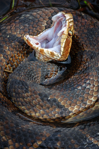 Agkistrodon piscivorus;Animals;Cottonmouth;Georgia;Keepers;National Wildlife Refuge;Okefenokee;Poisonous;Reptile;Serpentes;Snake;Threatening;United States;camouflage;snake