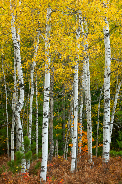 Autumn;Brown;Fall;Ferns;Forest;Gold;Great Lakes;Keepers;Michigan;Quaking Aspen;Timber;Timberland;Tree;United States;Upper Peninsular;Warm Colors;Warm Palette;Warm Tones;White;Wood;Woodland;Woodlands;Woods;Yellow;aspen;bark;color;fern;green;leaves;orange;plants;red;tree trunk;trees;wooded area;yellow