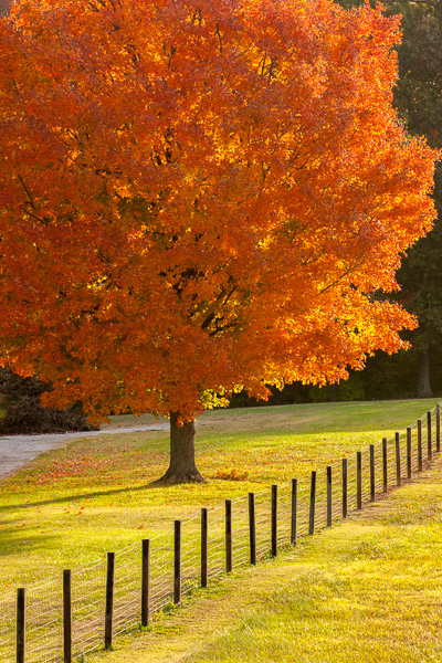Autumn;Branches;Brown;Fall;Keepers;Maple;Tan;Tree;Warm Colors;Warm Palette;Warm Tones;color;fence;grass;green;limb;orange;plants;tree limbs;tree trunk