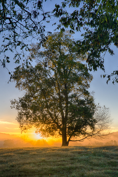 Blue;Blues;Branches;Brown;Cool Colors;Cool Palette;Cool Tones;Fog;Keepers;Mist;Sun rays;Sun-up;Sunbeams;Sunlight;Sunshine;Tree;Warm Colors;Warm Palette;Warm Tones;Yellow;blue;color;dawn;daybreak;foggy;green;haze;landscape;leaves;limb;mist;misty;morn;morning;orange;plants;sun;sunlit;sunrise;sunup;tree limbs;yellow