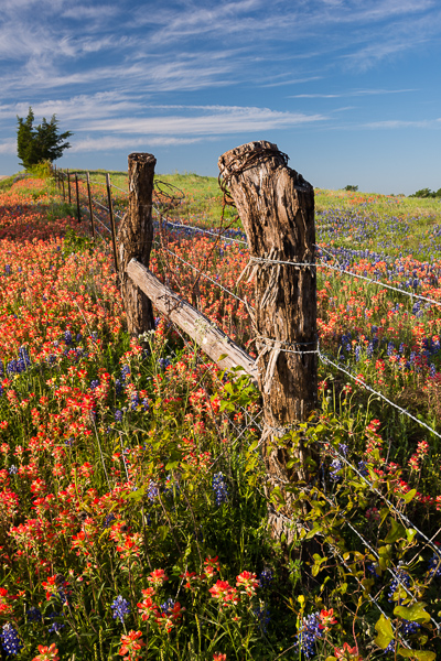 Bloom;Blossom;Blossoms;Fields;Floral;Floweret;Flowering;Flowers;Indian Paintbrush;Keepers;Petals;Texas;United States;White;bloom;fence;fence row;field;flora;floral;flower;green;pasture;plants;red;wildflower