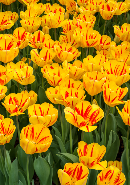 Bloom;Blossom;Blossoms;Botanical;Bud;Calm;Close-up;Floral;Floweret;Flowering;Flowers;Flowers & Plants;Gold;Healing;Health care;Healthcare;Keepers;Macro;Nature;Pastoral;Petal;Plant;Yellow;bloom;botanicals;flora;floral;flower;green;oneness;orange;peaceful;plant;plants;red;restful;serene;soothing;tranquil;tulip;wildflower;zen