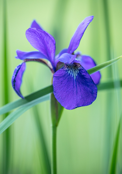 Bloom;Blossom;Blossoms;Blue;Blues;Botanical;Calm;Close-up;Cool Colors;Cool Palette;Cool Tones;Floral;Floret;Floweret;Flowering;Flowers;Flowers & Plants;Healing;Health care;Healthcare;Keepers;Lavender;Macro;Nature;Pastoral;Petal;Petals;Plant;Stamen;bloom;blue;botanicals;color;flora;floral;flower;grass;green;iris;leaves;oneness;peaceful;plant;plants;purple;restful;serene;soothing;tranquil;vegetation;zen