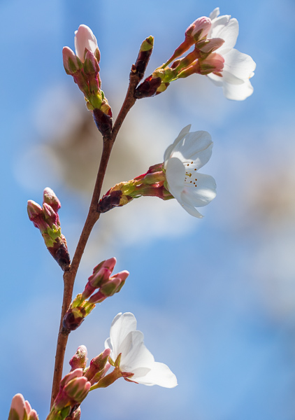 Bloom;Blossom;Blossoms;Calm;Cherry Blossom;Cherry Tree;Close-up;Floweret;Flowering;Flowers;Healing;Health care;Healthcare;Keepers;Pastoral;Petal;Tree;bloom;flora;floral;flower;oneness;peaceful;plants;restful;serene;soothing;tranquil;zen