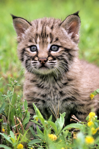 Animal;Animals;Bobcat;Cat;Cool Colors;Cool Palette;Cool Tones;Green;Greens;Keepers;Mammal;Mammals;Wildlife;baby;color;gray