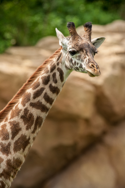 African;Animal;Animals;Giraffe;Keepers;Mammal;Mammals