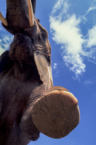 Animals;Elephant;Keepers;Mammals