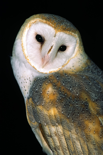 Animals;Avian;Barn Owl;Bird;Birds;Feather;Keepers;Tennessee;United States;Wings;feathers;flight;flying;winged