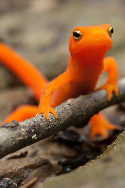 Abstract;Abstractions;Amphibian;Animal;Animals;Branches;Brown;Eft;Forest;Habitat;Herbaceous;Keepers;Logging;Patterns;Plant;Salamander;Stock categories;Tan;Textures;Timber;Timberland;Tree;Warm Colors;Warm Palette;Warm Tones;Wood;Woodland;Woodlands;Woods;Yellow;bark;branch;cadmium;color;plants;shapes;tree trunk;trees;trunk;vibrant;vivid;yellow