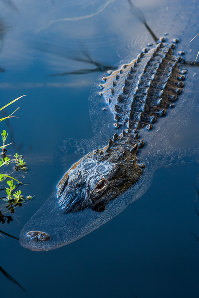 Alligator;Alligator mississippiensis;Alligatoridae;Alligatorinae;American Alligator;Animal;Animals;Everglades National Park;Florida;Homestead;Keepers;Reptile;United States